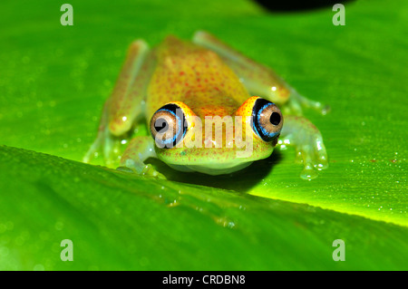 Green Bright-eyed Frog (Boophis viridis) in the rain forests of Andasibe, Madagascar, Africa, Indian Ocean Stock Photo