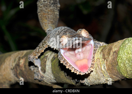 Leaf Tailed gecko (Uroplatus fimbriatus) in the rain forests in the east of Madagascar, Africa, Indian Ocean Stock Photo
