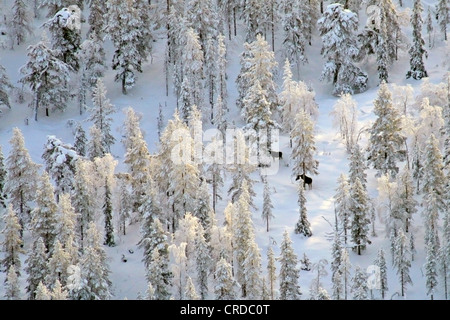 elk, European moose (Alces alces alces), Two elks in winter forest. Photographed from air., Finland, Lapland Stock Photo