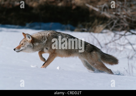 coyote (Canis latrans), jumping in snow Stock Photo