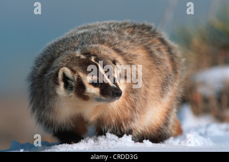 North American badger (Taxidea taxus), in snow Stock Photo