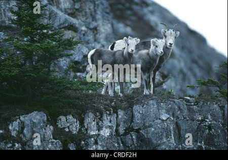 STONE SHEEP (EWE AND LAMBS ON MOUNTAIN LEDGE) (OVIS DALLI STONEI) / MUNCHO LAKE PROVINCIAL PARK BRITISH COLUMBIA Stock Photo