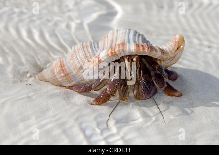 land hermit crabs (Coenobita spec.), on the beach, Cuba, Caribbean Sea, Cayo Blanco Stock Photo