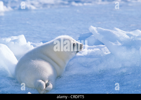 harp seal (Phoca groenlandica, Pagophilus groenlandicus), pup, Canada, Quebec, Iles-de-la-Madeleine Stock Photo
