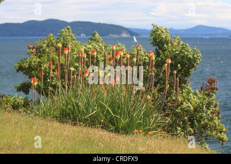 Red hot poker plant on Pender Island, BC, Canada. Swanson Channel is in the background with Stuart Island (USA) in the distance. Stock Photo