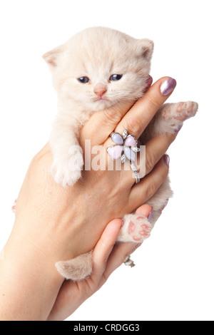 kitten on a white background.small kitten on a hand Stock Photo