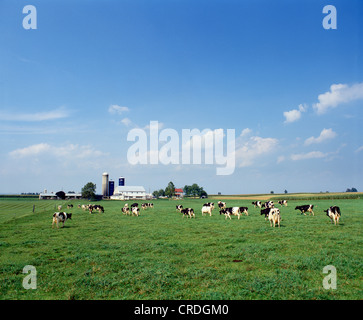HOLSTEIN DAIRY COWS IN PASTURE, LEBANON PENNSYLVANIA Stock Photo