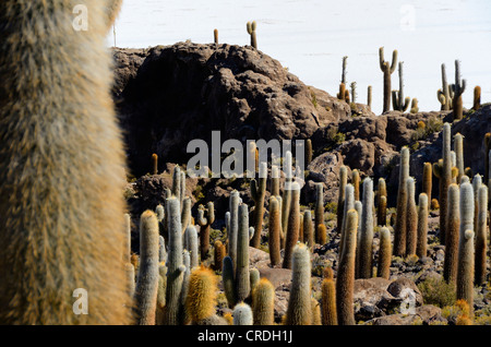 Columnar Cacti (Echinopsis atacamensis) in front of a salt lake, Uyuni, Bolivia, South America Stock Photo