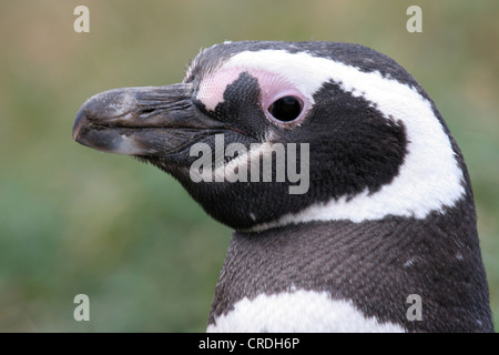 Close up of a Magellan Penguin head/face Stock Photo