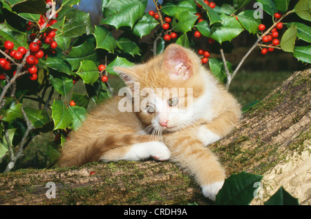 ORANGE TIGER KITTEN ON LOG / MISSOURI Stock Photo