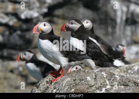 Atlantic Puffins stand on the rocks Stock Photo