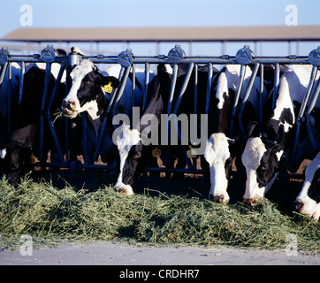 Dairy cows feeding on Alfalfa Stock Photo - Alamy
