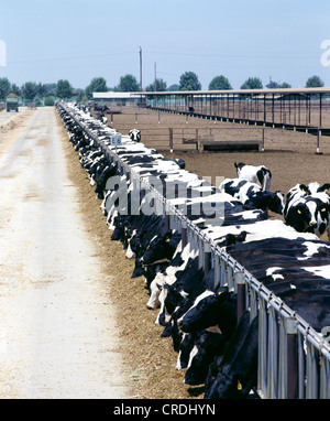 DAIRY COWS EATING CORN SILAGE / CALIFORNIA Stock Photo