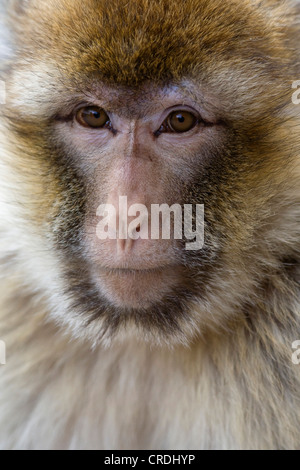 barbary ape, barbary macaque (Macaca sylvanus), portrait, Netherlands, Apenheul, Apeldorn Stock Photo