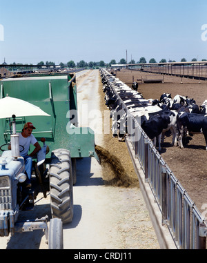 FEEDING CORN SILAGE TO DAIRY COWS / CALIFORNIA Stock Photo