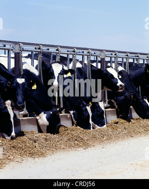 FEEDING CORN SILAGE TO DAIRY COWS / CALIFORNIA Stock Photo