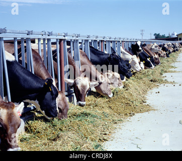 DAIRY COWS EATING HAY, SILAGE AND SUPPLEMENT / COLORADO Stock Photo