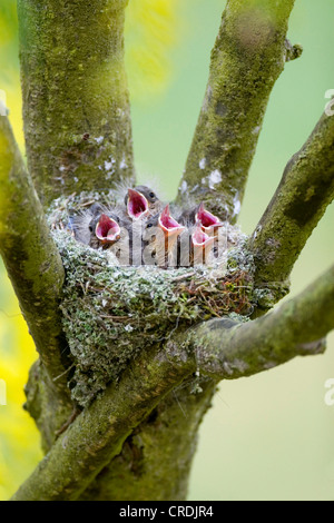 chaffinch (Fringilla coelebs), in nest, calling, Germany, Rhineland-Palatinate Stock Photo
