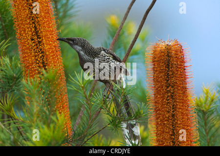 The australian botanic gardens mount annan