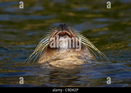 harbor seal, common seal (Phoca vitulina), swimming on its' back, portrait Stock Photo