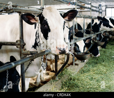 HOLSTEIN COWS EATING ALFALFA / PENNSYLVANIA Stock Photo