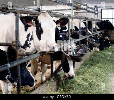 HOLSTEIN COWS EATING ALFALFA / PENNSYLVANIA Stock Photo