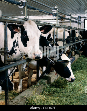 HOLSTEIN COWS EATING ALFALFA / PENNSYLVANIA Stock Photo