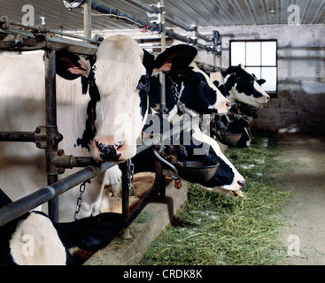 HOLSTEIN COWS EATING ALFALFA / PENNSYLVANIA Stock Photo