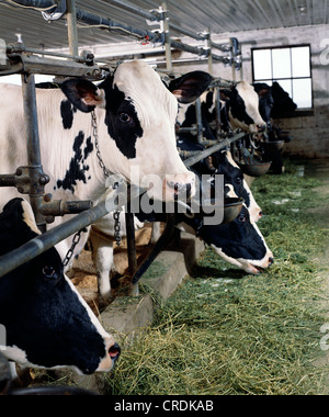 HOLSTEIN COWS EATING ALFALFA / PENNSYLVANIA Stock Photo