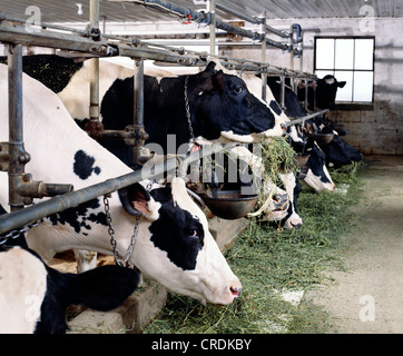 HOLSTEIN COWS EATING ALFALFA / PENNSYLVANIA Stock Photo