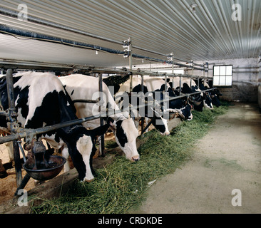 HOLSTEIN COWS EATING ALFALFA / PENNSYLVANIA Stock Photo