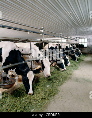 HOLSTEIN COWS EATING ALFALFA / PENNSYLVANIA Stock Photo