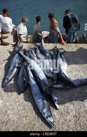 barracudas (Sphyraena spec.), fish market. Men unloading their catch, Cap Verde Islands, Cabo Verde, Sao Vicente, Mindelo Stock Photo