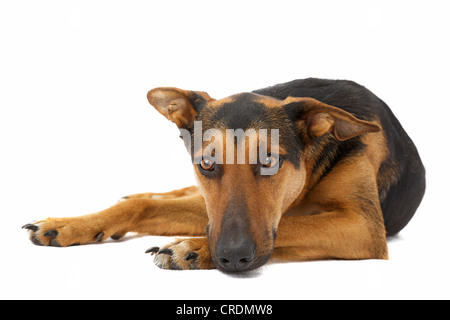 Shepherd mix lying Stock Photo