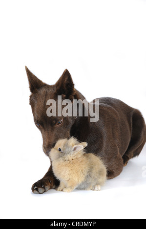 Australian Kelpie, chocolate colour, lying down next to a dwarf rabbit Stock Photo