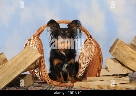 Papillon-Chihuahua crossbreed, hybrid, sitting in a wicker basket next to logs Stock Photo