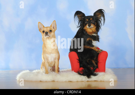 Chihuahua sitting on a sheepskin, Papillon-Chihuahua crossbreed, hybrid, sitting on a red mini sofa Stock Photo