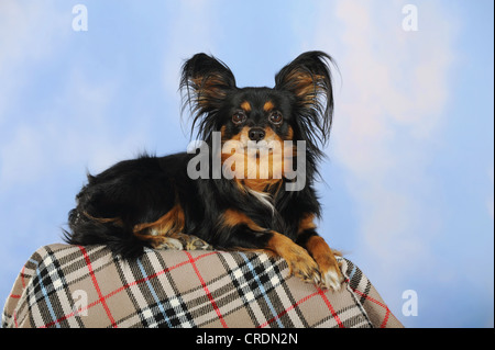 Papillon-Chihuahua crossbreed, hybrid, lying on a checkered blanket Stock Photo