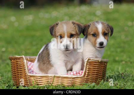 Two Jack Russell Terrier puppies sitting in a basket Stock Photo
