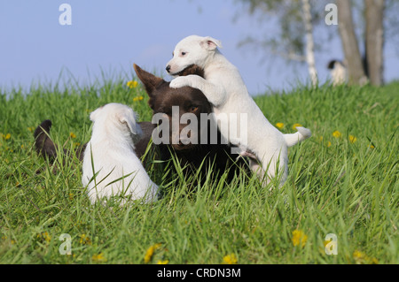 Australian Kelpie, chocolate coloured, with Parson Russell Terrier puppies in a meadow Stock Photo