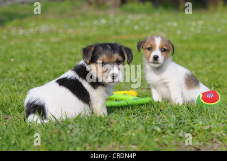 Two Jack Russell Terrier puppies sitting on the lawn Stock Photo