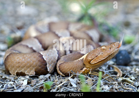 Trans-Pecos Copperhead Agkistrodon contortrix pictigaster, Texas, North ...