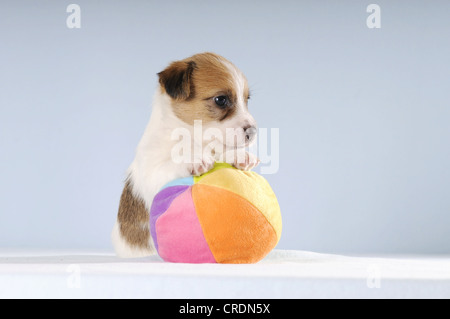 Jack Russell Terrier puppy sitting with its paws on a colourful ball Stock Photo