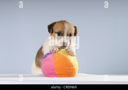 Jack Russell Terrier puppy sitting with its paws on a colourful ball Stock Photo