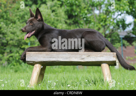 Bench kelpie 2024