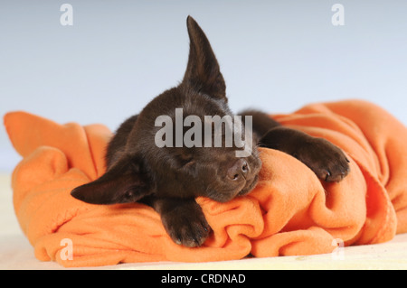 Australian Kelpie puppy, chocolate coloured, sleeping on an orange blanket Stock Photo