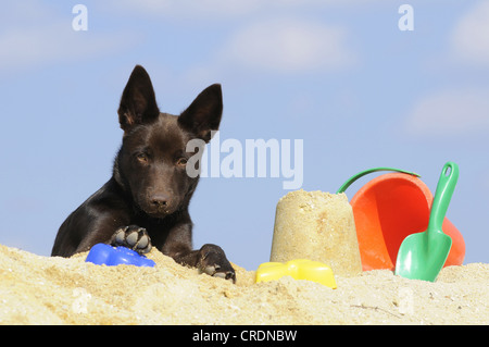 Australian Kelpie puppy, chocolate coloured, lying on sand beside sand toys Stock Photo