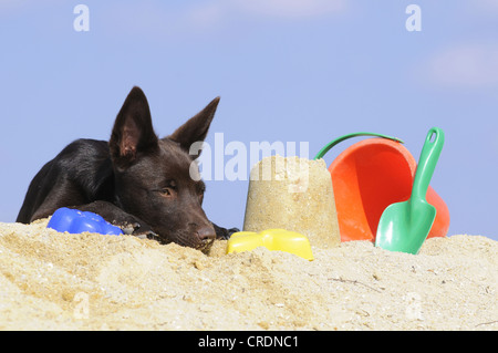 Australian Kelpie puppy, chocolate coloured, lying on sand beside sand toys Stock Photo