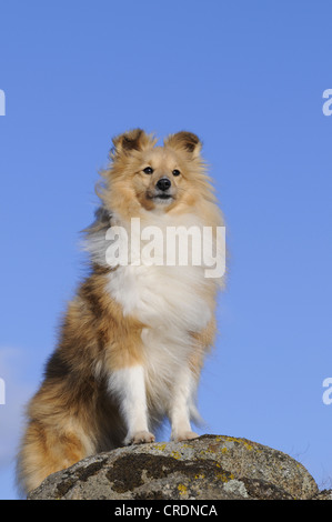 Sheltie, Shetland Sheepdog, sable coloured, standing on rocks Stock Photo