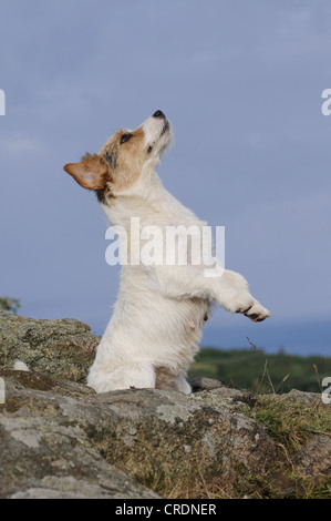Jack Russell Terrier standing on its hind legs Stock Photo